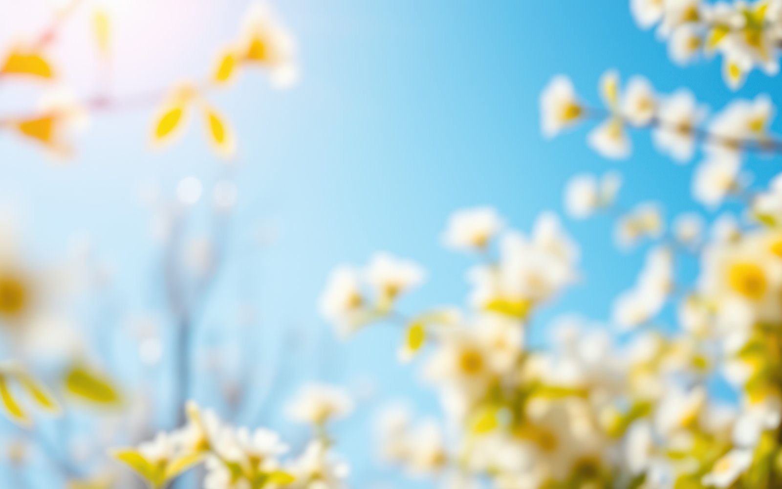 Beautiful spring blossoms against a clear blue sky with sunlight enhancing the vibrant colors